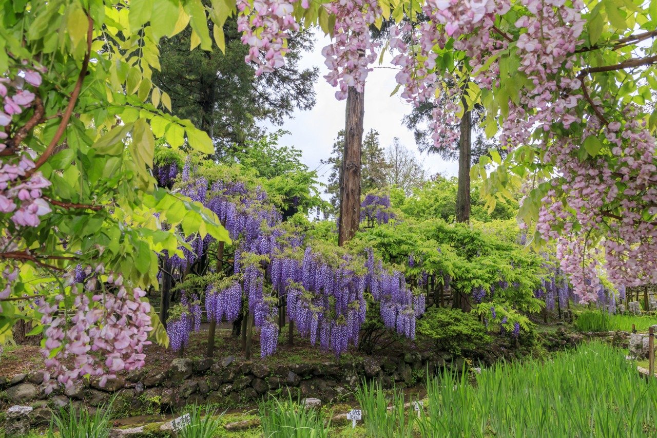 🌸 만요 식물원 (만요 쇼쿠부츠엔) 이미지 3
